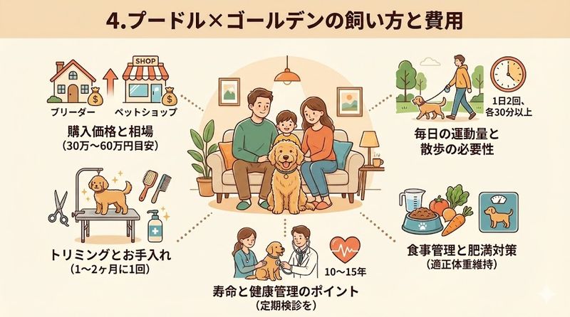 4.プードル×ゴールデンの飼い方と費用